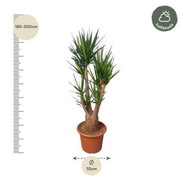 Image of Riesen – Palmlilie – Yucca Elephantipes verzweigt – Zimmerpflanze 190cm – Ø55cm – Tropische Grünpflanze für Wohnzimmer, Büro & Wintergarten-1