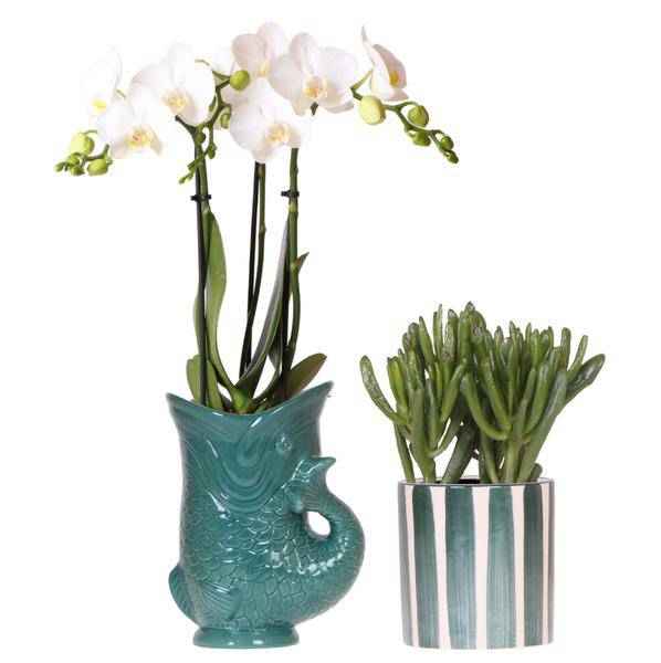 Image of Phalaenopsis Orchidee Amabilis Weiß & Crassula Hobbit – Pflanzenset Ø9cm – Zimmerpflanze im grünen Fisch – Mediterrane Deko für Wohnzimmer & Büro-0