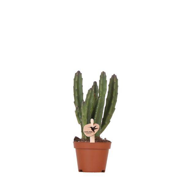 Image of Aasblume – Stapelia – Zimmerpflanze – Ø6cm – Exotische & pflegeleichte Sukkulente – Seltene Kaktusart für Wohnzimmer, Büro & Pflanzenliebhaber-0