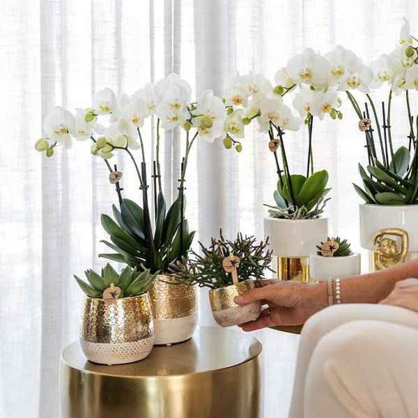 Image of Phalaenopsis Orchidee Amabilis Weiß – 35cm Höhe – Ø9cm – Mit dekorativem Elite Topf Gold – Edle Zimmerpflanze mit 2-3 Blütenstielen