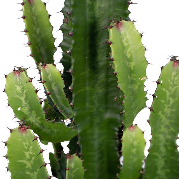 Image of Kaktus – Wolfsmilch – Euphorbia Acrurensis (Cowboy – Kaktus) – Zimmerpflanze – Ø24cm ↕60-80cm – Sukkulente – Pflegeleicht – Exotisches Wüstendesign-2