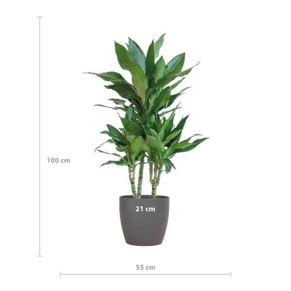Image of Dracaena Janet Lind 95cm – Drachenbaum Zimmerpflanze Ø21cm – pflegeleichte grüne Pflanze mit Viber Topf Grau-1
