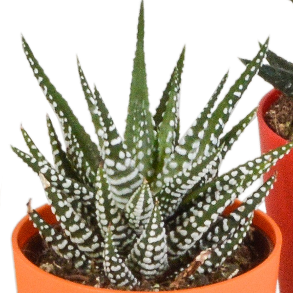 Image of Sukkulenten Mix Gasteria & Haworthia – 5 Pflanzen – Ø5,5cm Zimmerpflanzen im Kunststofftopf mit Holzbeinen – Verschiedene Mini – Sukkulenten