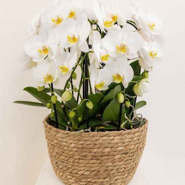 Image of Einlage mit Wasserreservoir für Orchideenschale – Bewässerungssystem für Orchideen – 1x12cm + 2x9cm Töpfe – inkl. WaterWicks – Ø25cm