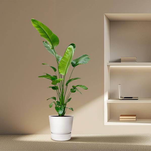 Image of Baum – Strelitzie – Strelitzia Nicolai – Zimmerpflanze 190cm – Ø27cm – Weißer Paradiesvogel mit großen grünen Blättern-3