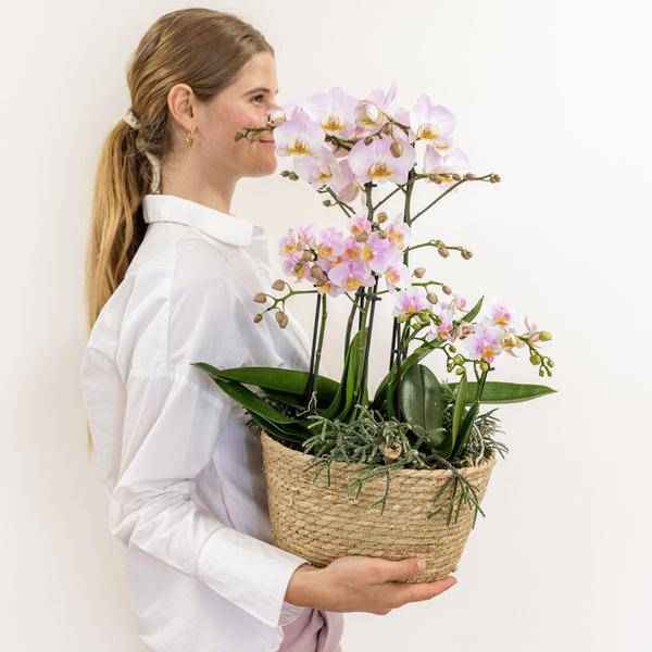 Image of Einlage mit Wasserreservoir für Orchideenschale – Bewässerungssystem für Orchideen – Feldstrauß 1x12cm + 2x9cm + 3x WaterWicks – Ø25cm