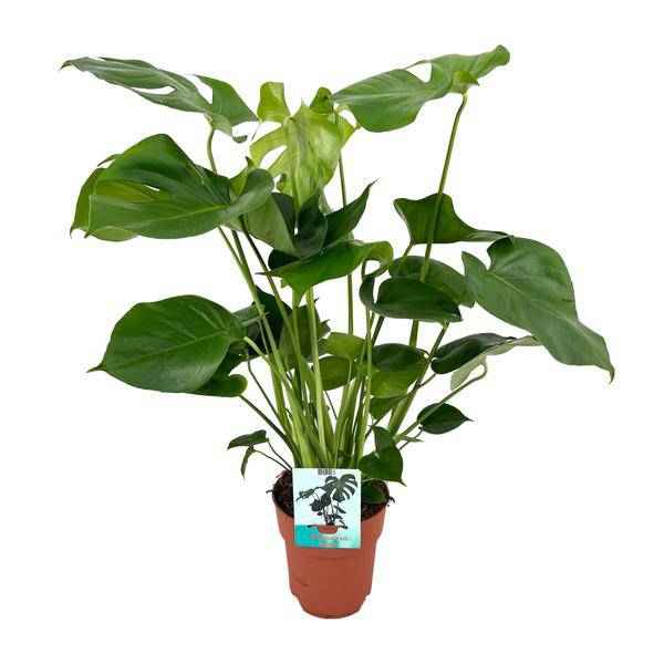 Image of Monstera Deliciosa Köstliches Fensterblatt Zimmerpflanze Ø19cm ↕60cm – pflegeleichte Grünpflanze für Wohnzimmer, Büro & helle Standorte kaufen-0