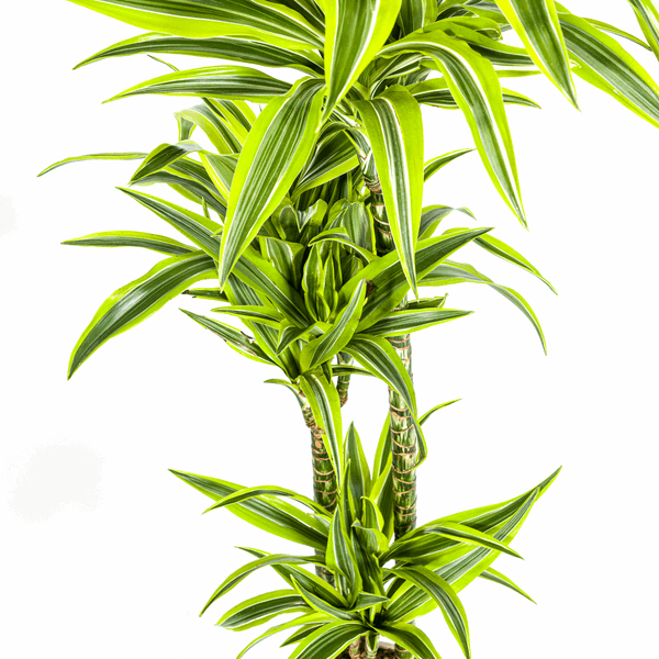 Image of Drachenbaum Dracaena Deremensis Lemon Lime – Ø24cm – ↕130-150cm – Exotische Zimmerpflanze mit grün – gelben Blättern – Pflegeleicht & luftreinigend