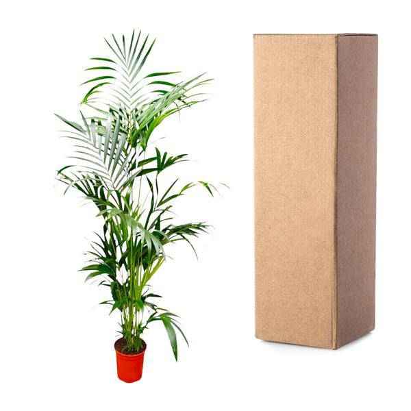 Image of Kentia – Palme – Howea forsteriana – Zimmerpflanze – 200cm – Ø24cm – Elegante Grünpflanze für Wohnzimmer, Büro & Wintergarten – Tropische Kübelpflanze-2