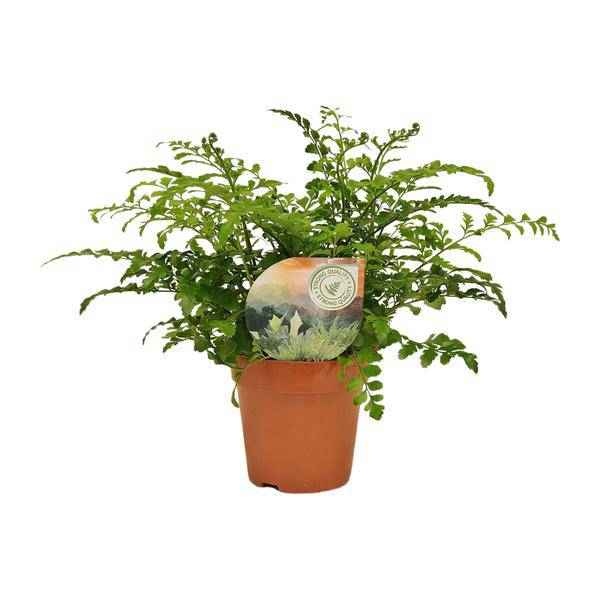 Image of Nestfarn Asplenium Parvati Zimmerpflanze Ø12cm ↕35cm – pflegeleichte Grünpflanze für Wohnzimmer, Büro & helle Standorte kaufen-0