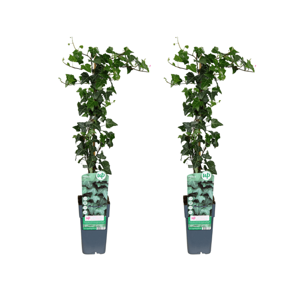 Image of Hedera helix – Gemeiner Efeu – 2 Pflanzen – Zimmerpflanze – Ø15cm – ↕65cm – Immergrüne Kletterpflanze & Hängepflanze – Pflegeleicht & luftreinigend-0