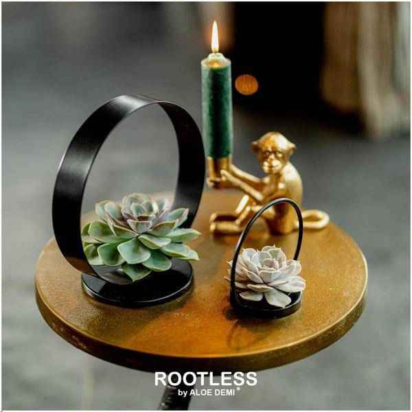 Image of Sukkulente Echeveria pulidonis ROOTLESS Zimmerpflanze Ø20cm – pflegeleichte Sukkulente für Wohnzimmer, Büro & helle Standorte kaufen-1