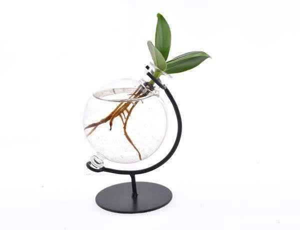 Image of Clusia im Victoria Glas – Ø5cm x ↕10cm – Hydroponische Mini – Zimmerpflanze – Pflegeleichte Dekopflanze für Wohnzimmer, Büro & Geschenkidee-0