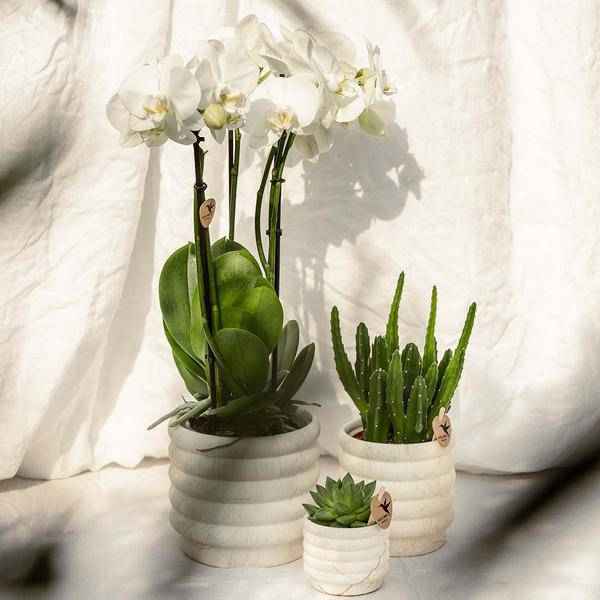 Image of Dekotopf Marmor – Leicht – Ø12cm – Keramik Blumentopf in Marmoroptik – Zeitloses Design – Für Zimmerpflanzen, Blumen & Deko-3