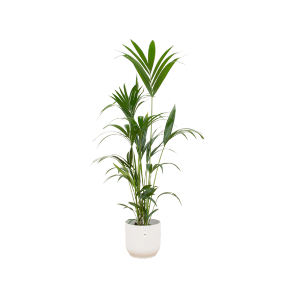 Image of Kentiapalme – Forstersche Kentia – Zimmerpflanze – 160cm hoch – Ø30cm inkl. Vibes Fold Topf Weiß – Elegante Palme für Innenräume-0