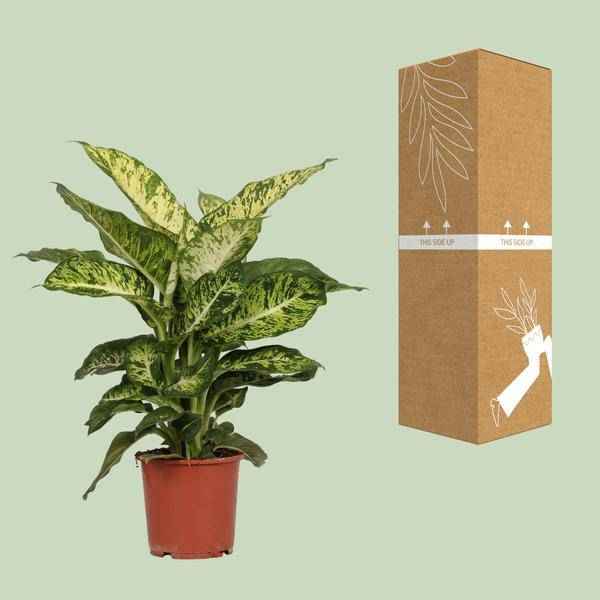 Image of Dieffenbachia Mars – Ø17cm x H50cm – Tropische Zimmerpflanze mit dekorativen Blättern – Pflegeleicht & luftreinigend – Für Halbschatten