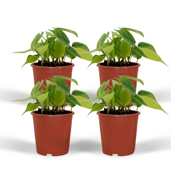 Image of Baumfreund – Philodendron scandens Brasil – 4 Pflanzen – Ø12cm – Höhe ca. 15cm – Pflegeleichte Zimmerpflanzen – Rank-0