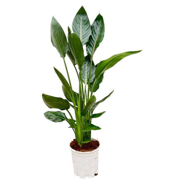 Image of Paradiesvogelblume Strelitzia Reginae – Zimmerpflanze – Ø21cm – Höhe ca. 120cm – Exotische Blüten – Für Innen & Außen – Pflegeleicht-0