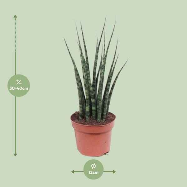 Image of Bogenhanf – Sansevieria Fernwood Mikado – Zimmerpflanze – Ø12cm – ↕40cm – Schwiegermutterzunge – pflegeleicht & luftreinigend