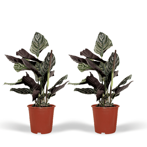 Image of Pfauenpflanze Calathea Ornata – 2 Pflanzen– tropische Zimmerpflanze – Ø14cm – ↕50cm – dekorative Grünpflanze für halbschattige Standorte-0