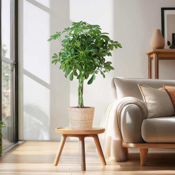 Image of Schefflera Arboricola Nora – Birkenfeige – Zimmerpflanze + Blumentopf Sofia Natur – ↕70cm – Ø21cm – Handförmige Blätter – Pflegeleicht & dekorativ-2