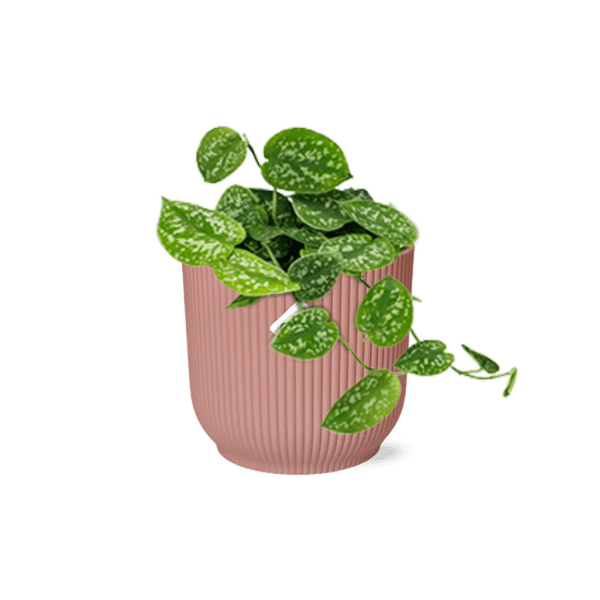Image of Efeutute Scindapsus Pictus Argyraeus Zimmerpflanze – pflegeleichte Grünpflanze für Wohnzimmer, Büro & helle Standorte kaufen-0