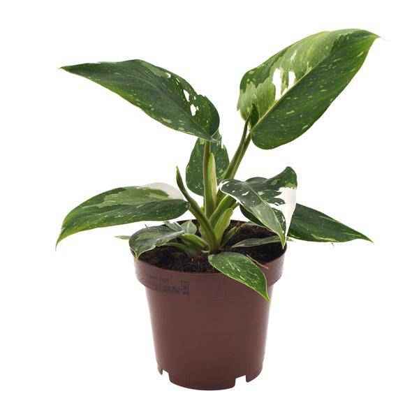 Image of Philodendron White Princess Zimmerpflanze Ø12cm ↕25cm – pflegeleichte Grünpflanze für Wohnzimmer, Büro & helle Standorte kaufen