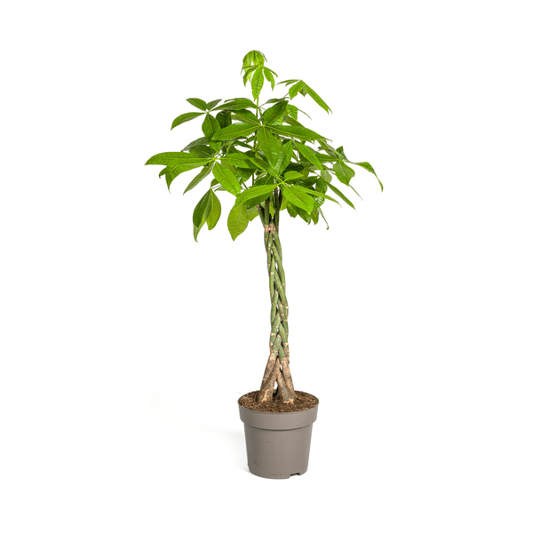 Image of Glückskastanie – Pachira Aquatica – Zimmerpflanze – Ø27cm – Höhe 140-150cm – Geflochtener Stamm & glänzende Blätter – Exotisch & pflegeleicht-0