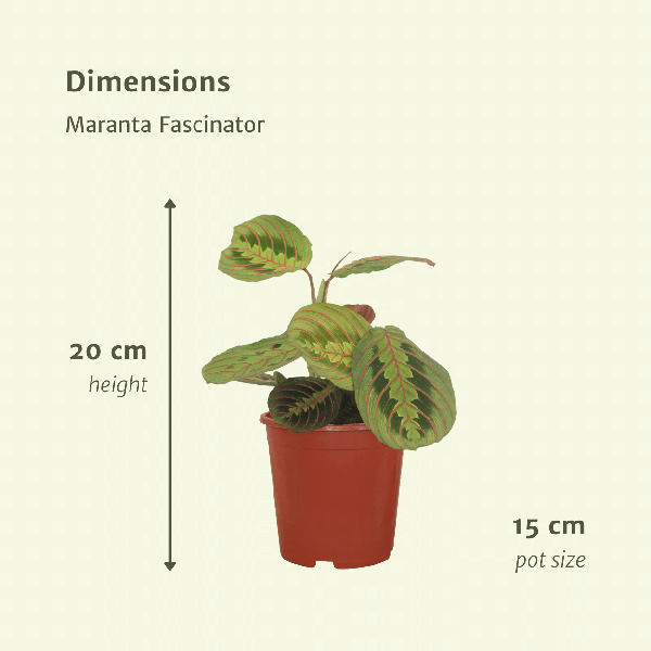 Image of Pfeilwurz – Maranta Fascinator – Gebetspflanze – Ø12cm – ca. 20cm hoch – 2 Pflanzen – exotische Zimmerpflanze mit dekorativen Blättern-3