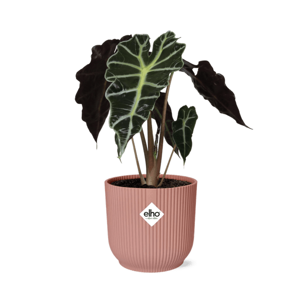 Image of Elefantenohr Alocasia Polly Zimmerpflanze Ø14cm – pflegeleichte Grünpflanze für Wohnzimmer, Büro & helle Standorte kaufen-0