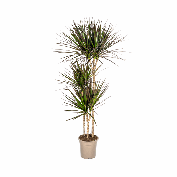 Image of Dracaena Marginata Magenta – Drachenbaum – Zimmerpflanze Ø24cm ↕130-150cm – Dunkelgrüne Blätter mit Rotrand – Pflegeleicht-0