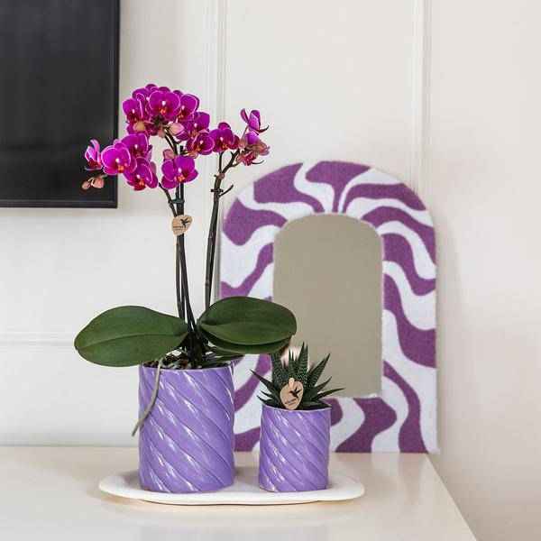 Image of Phalaenopsis Orchidee Orange + grüne Pflanze im Geschenkset – Candy Zierpflanzentöpfe auf weißem Tablett – Zimmerpflanzen – Fröhlich & modern-1