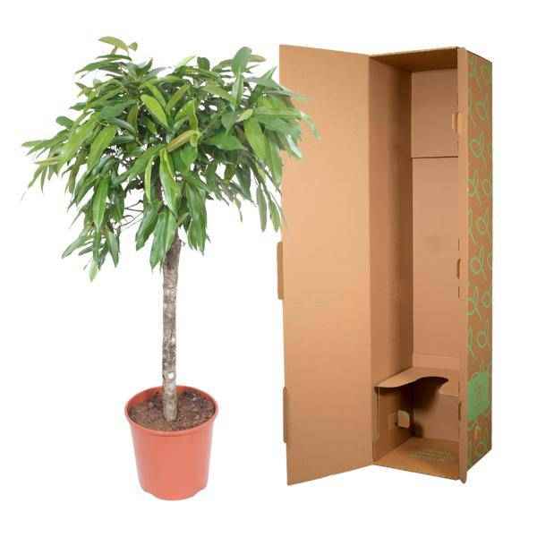 Image of Schmalblättriger Gummibaum Ficus binnendijkii Amstel King Zimmerpflanze Ø30cm ↕140cm – pflegeleichte Grünpflanze für Wohnzimmer, Büro-2