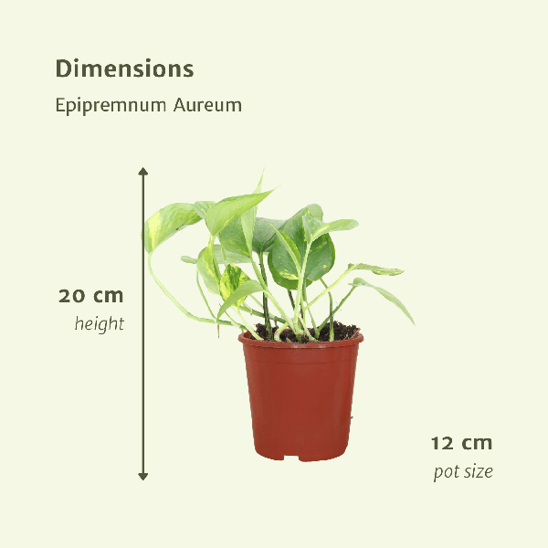 Image of Efeutute Epipremnum aureum Scindapsus Zimmerpflanze Ø12cm ↕20cm – pflegeleichte Grünpflanze für Wohnzimmer, Büro & helle Standorte kaufen-3