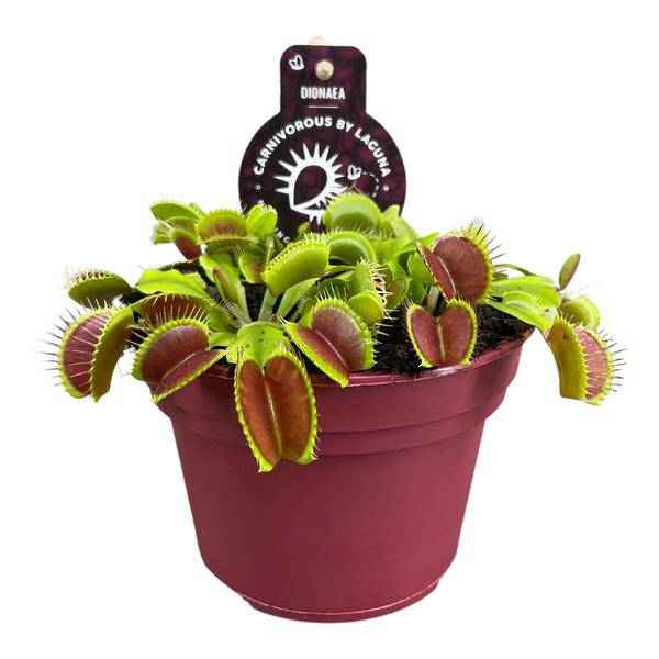 Image of Venusfliegenfalle – Dionaea Muscipula – Fleischfressende Pflanze – Ø12cm – ↕12cm – Exotische Zimmerpflanze mit Fangblättern-0