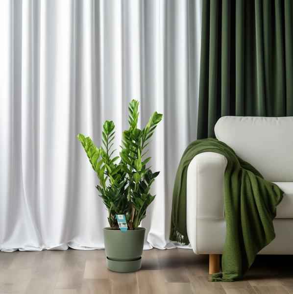 Image of Glücksfeder Zamioculcas – Zimmerpflanze – Ø21cm – ca. 75cm hoch – Luftreinigend & pflegeleicht – Für halbschattige Innenbereiche-1