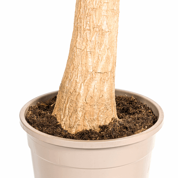Image of Beaucarnea Recurvata – Elefantenfuß – Ø24cm – ↕80-100cm – Pflegeleichte Zimmerpflanze mit markantem Stamm & eleganten Blättern – Trockenheitsresistent-4