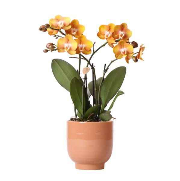 Image of Phalaenopsis Orchidee Las Vegas Orange Zimmerpflanze Ø12cm mit dekorativem Übertopf – blühende Orchidee für Wohnzimmer, Büro & helle Standorte-0