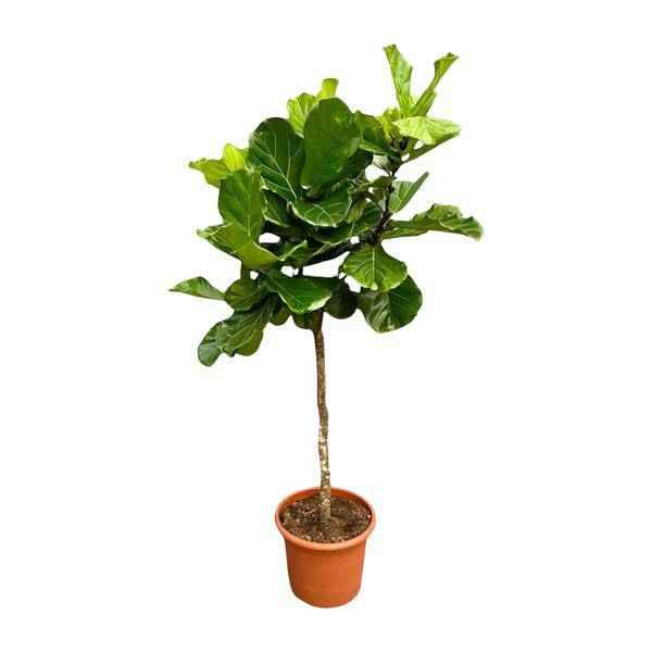 Image of Geigen – Feige – Ficus Lyrata – Zimmerpflanze 210cm – Ø40cm – XXL – Designpflanze mit großen geigenförmigen Blättern – Pflegeleicht