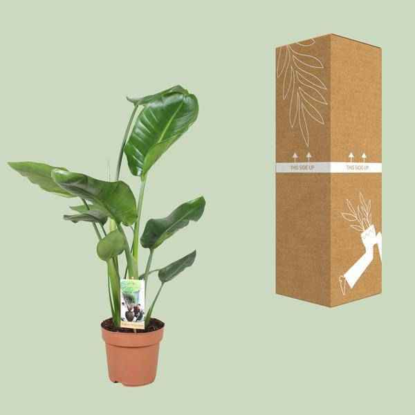 Image of Baum – Strelitzie – Strelitzia Nicolai – Riesenweiße Paradiesvogelblume – tropische Zimmerpflanze – pflegeleicht & dekorativ – Ø17cm – ca. 60cm hoch-2