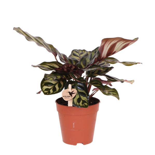 Image of Calathea Makoyana – Pfauen – Korbmaranthe – Zimmerpflanze – Ø9cm – Exotische, kompakte Grünpflanze mit dekorativen Blättern-0