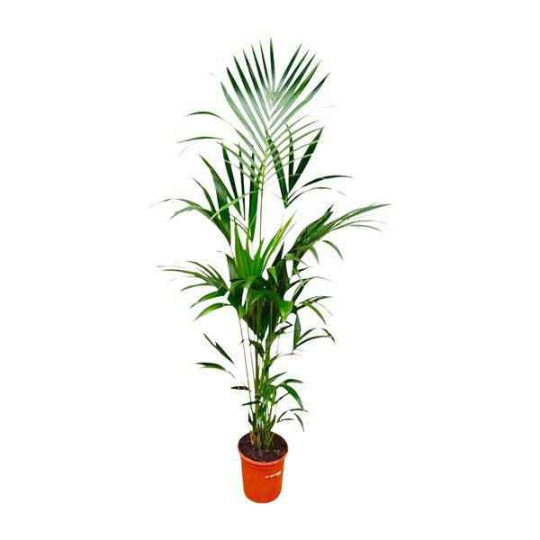 Image of Kentia-Palme – Howea forsteriana – 180 cm hoch – Ø24 cm – Elegante Zimmerpalme – Luftreinigend & pflegeleicht – Für Wohnzimmer, Büro & Wintergarten