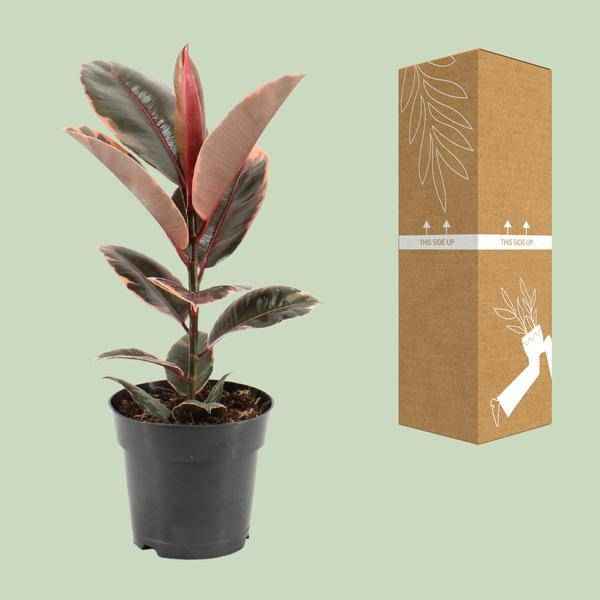 Image of Gummibaum – Ficus Elastica Belize – Ø17cm – ↕55cm – Elegante Zimmerpflanze mit dekorativem Blattwerk – Pflegeleicht & luftreinigend-2