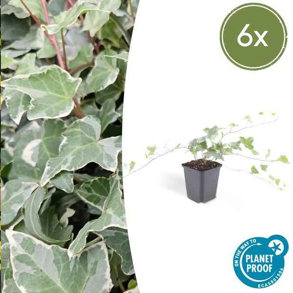 Image of Hedera helix 'Glacier' – Weißgrüner Efeu – Ø9cm – ↕10-25cm – 6 Pflanzen – Bodendecker & pflegeleicht – schnellwachsend-1