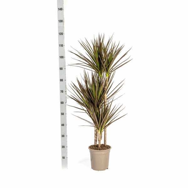 Image of Dracaena Marginata Magenta – Drachenbaum – Zimmerpflanze Ø21cm ↕110-130cm – Schlank & Exotisch-2