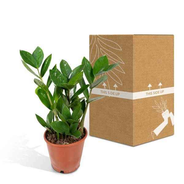 Image of Glücksfeder Zamioculcas – Pflegeleichte Zimmerpflanze – Höhe ca. 35cm – Ø12cm – Immergrün & robust – Für Büro & Wohnung