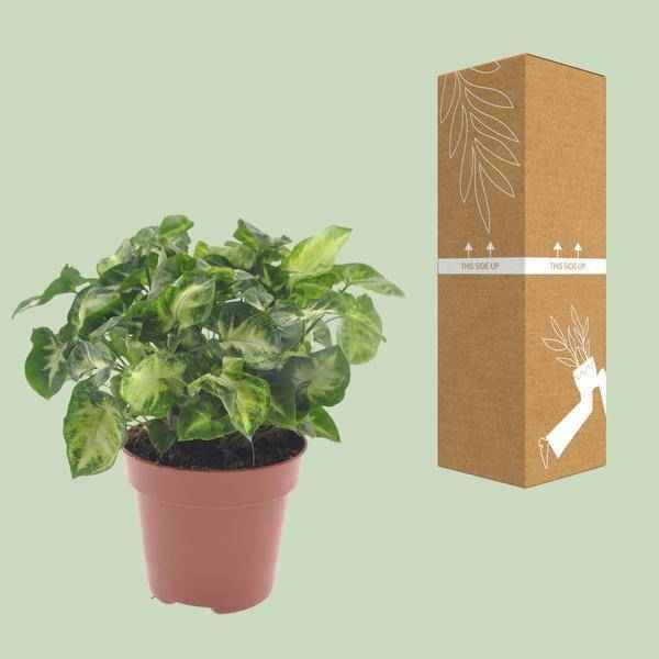Image of Purpurtute Syngonium Pixie Zimmerpflanze Ø12cm ↕20cm – pflegeleichte Grünpflanze für Wohnzimmer, Büro & helle Standorte kaufen-2