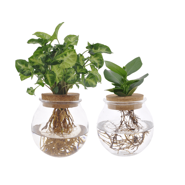 Image of Clusia & Syngonium Pflanzenset im Kugelglas – Hydroponie Zimmerpflanzen – 2 Pflanzen – Ø12cm – Höhe ca. 30cm