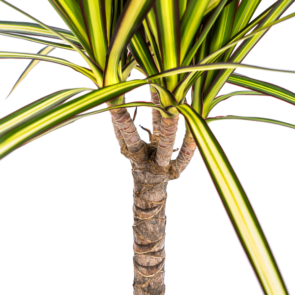 Image of Dracaena Marginata Sunray – Drachenbaum – Zimmerpflanze – Ø17cm – ↕60-80cm – Grüne & gelbe Blätter, pflegeleicht-3