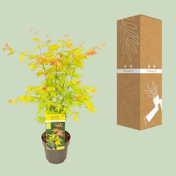 Image of Fächer – Ahorn – Acer palmatum 'Orange Dream' – Ø19cm – ↕50cm – Japanischer Ahorn – Winterharte Zierpflanze für Garten & Terrasse-2